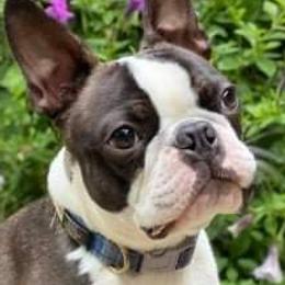 Boston Terrier Puppies from Big Sky Bostons