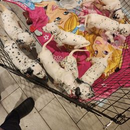 Dalmatian Puppies from America's Dalmatian Friends