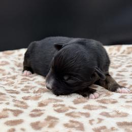 Boy 2 - Black tri male Miniature Australian Shepherd puppy in Arcadia, Indiana from Sunset Cowgirl Mini Aussies