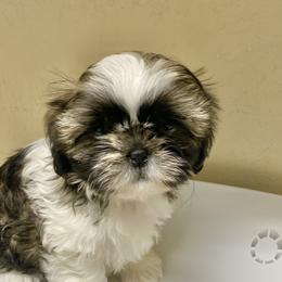 Shih Tzu Puppies from Willow Lane Shih Tzus