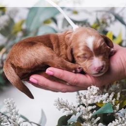 Wren - Red  female Goldendoodle puppy in New Lenox, Illinois from New Doods On The Block