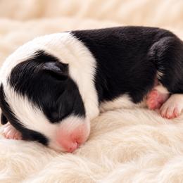 AKC CHAMPION BLOODLINE- Kylo Ren - Black and white male Border Collie puppy in Conroe, Texas from Aloha Border Collies- AKC Champion Bloodline