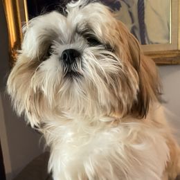 Cobe - Shih Tzu