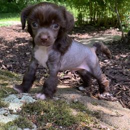 Chinese Crested Puppies from Jewels Chinese Cresteds