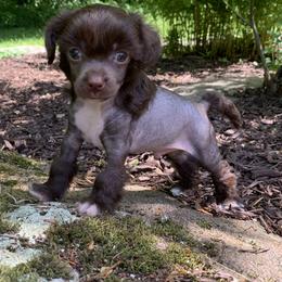 Chinese Crested Puppies from Jewels Chinese Cresteds