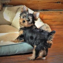 Yorkshire Terriers from Western Wishes Yorkies