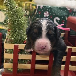 Icy - Tri-color female Bernese Mountain Dog puppy in Gardner, Kansas from Faith and Family Farm