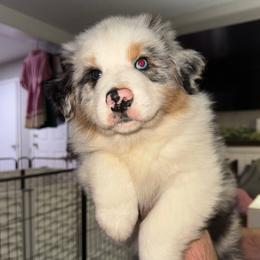 BMM - Blue merle Australian Shepherd puppy in Weaver, Alabama from All Hale Aussies