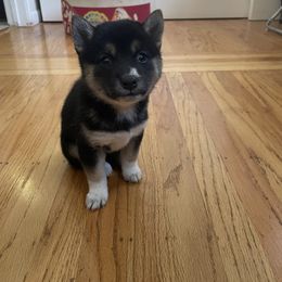 Girl 2 - Black and tan Shiba Inu puppy in California from Nippo Shiba