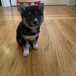 Girl 2 - Black and tan Shiba Inu puppy in California from Nippo Shiba