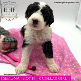 SEDONA - Black and white female Sheepadoodle puppy in Charlo, Montana from Heavenly Hilltop Farm