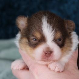 AKC Walker - Chocolate parti male Pomeranian puppy in Albany, Indiana from Hatz Off Puppies
