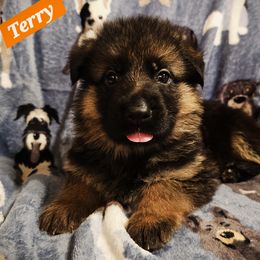 German Shepherd Puppies from Vom Schönen Hera German Shepherds