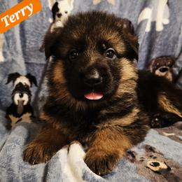 German Shepherd Puppies from Vom Schönen Hera German Shepherds