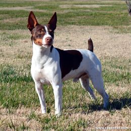STETSON - Rat Terrier