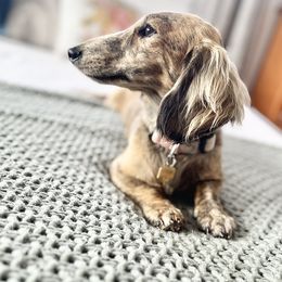 Gideon - Dachshund