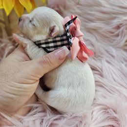 Chihuahua Puppies from Pretty Little Chis