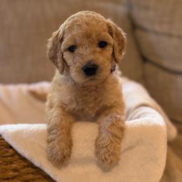 Sadie - Apricot female Goldendoodle puppy in Fayetteville, Arkansas from Mountain Grove Doodles