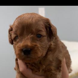 Girl dog - Brown female Poodle puppy in Balch Springs, Texas from Bella Precious Poodles
