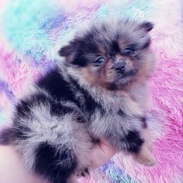 French Bulldog and Pomeranian Puppies from Purrs N Poms