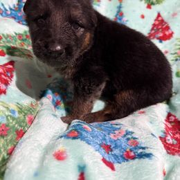 Boq - Black and red male German Shepherd puppy in Lakeland, Florida from Fur Love And Puppies