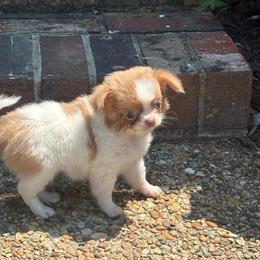 Taco - Fawn and white male Chihuahua puppy in Gloucester, Virginia from Charlotte's Web of Chihuahuas