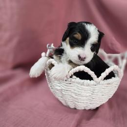 Bernedoodle Puppies from Mt. Rainier Doodle Dogs