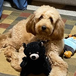 Scout - Goldendoodle