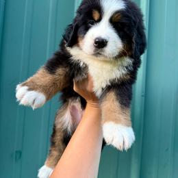 Ketchup - Black rust and white male Bernese Mountain Dog puppy in Petersburg, Michigan from Vantage Point