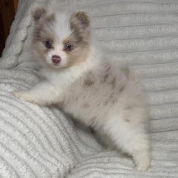 Sprinkle - Tri-colored male Pomeranian puppy in Hughes Springs, Texas from Hughes Springs Tx Poms