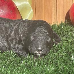Cola - Black female Labradoodle puppy in St George, Utah from Terra's Swann's Kennels
