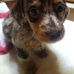Bodhi - Dapple male Dachshund puppy in Mountain Grove, Missouri from Callaway Country Dachshunds