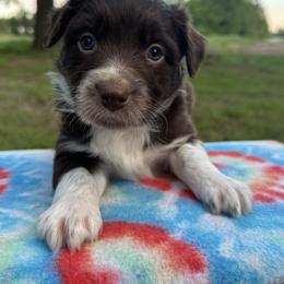 Boy 2 - Red tri-color male Australian Shepherd puppy in Hillsboro, Illinois from Perfect Paws Puppies