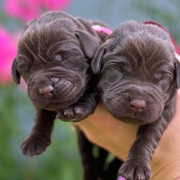 Bernese Mountain Dogs and Labrador Retrievers from Bennington Retrievers