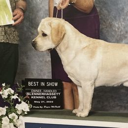 Labrador Retrievers and Nederlandse Kooikerhondjes from Three Oaks Farm