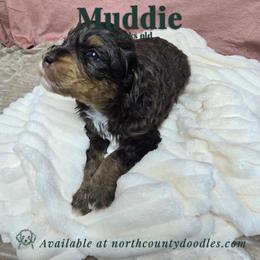Muddie - female Australian Mountain Doodle puppy in Escondido, California from North County Doodles