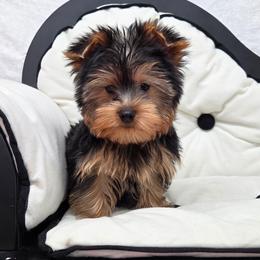 Koda - Blue and gold male Yorkshire Terrier puppy in Monticello, Iowa from Ashley’s Puppies