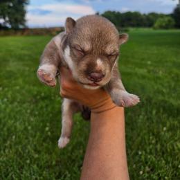 Female 2 - Red and white female Siberian Husky puppy in Bingham, Illinois from Siberian Instincts Kennel