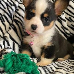 Nicole - Black and tan female Pembroke Welsh Corgi puppy in Hesperia, California from Amatskennel - Stubby Tails Ranch