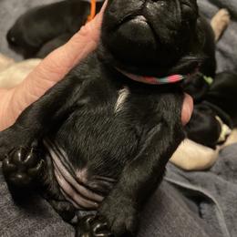 WEDNESDAY CAMILLE   Black girl 2 - Black female Pug puppy in Onalaska, Washington from Cupid’s Pugs