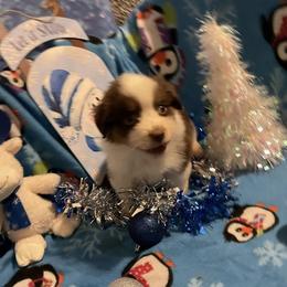 Rory - Red tri-color male Miniature American Shepherd puppy in Garysburg, North Carolina from Schaefer's Miniature American Shepherds