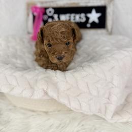 Anniekin - Red  female Poodle puppy in Florida from Adorable Toy-Miniature Poodles