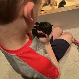 Border Terrier Puppies from Devonwood Border Terriers