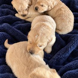 Female 2 - Golden female Golden Retriever puppy in Rainier, Washington from Hanson’s NW Goldens & Doodles