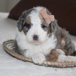 Girl 2 - Blue merle female Bernedoodle puppy in Apple Creek, Ohio from Kathryn Troyer