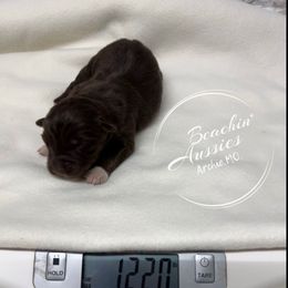 Red Tri 1 - Red tri-color male Australian Shepherd puppy in Archie, Missouri from Beachin' Aussies