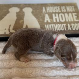 Red Collar - Tri-color female Border Collie puppy in Gadsden, Alabama from Collie Wood Hills
