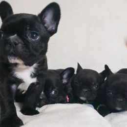 French Bulldogs from Northwest Coastal French bulldogs