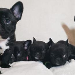 French Bulldogs from Northwest Coastal French bulldogs