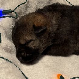 Purple female - Sable female German Shepherd puppy in Buffalo, West Virginia from Z Tykev Vino LLC